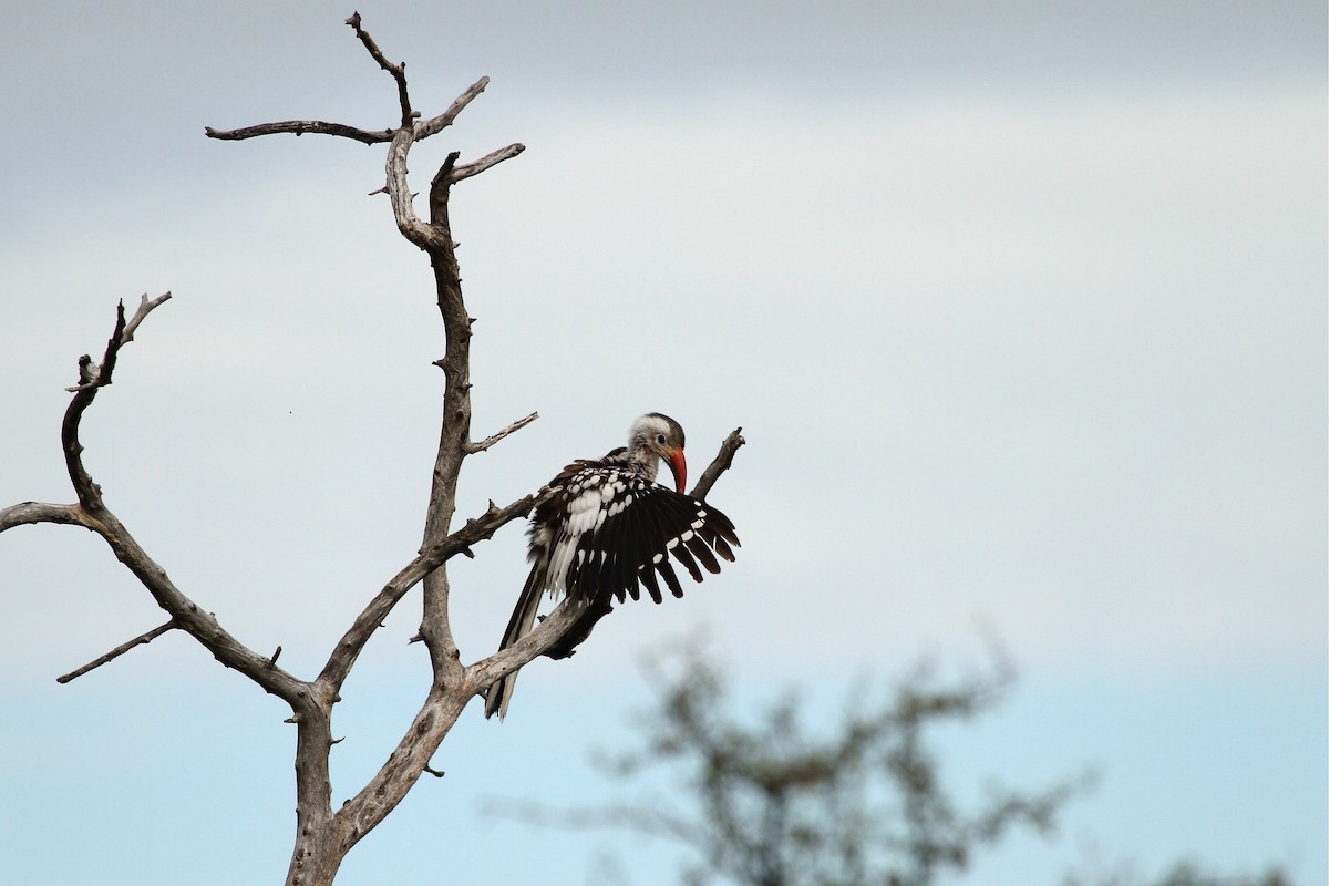 Southern Red-billed Hornbill - Adam Dudley