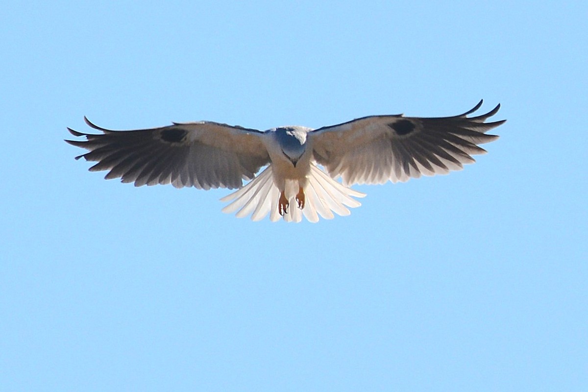 White-tailed Kite - ML81220611