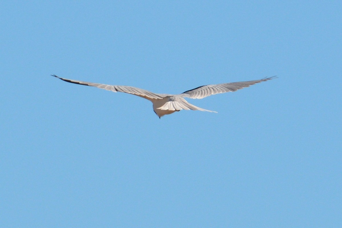 White-tailed Kite - ML81220691