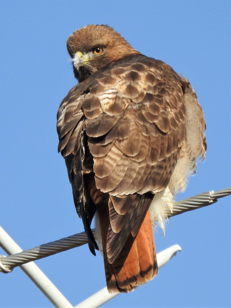 Red-tailed Hawk - Joshua French