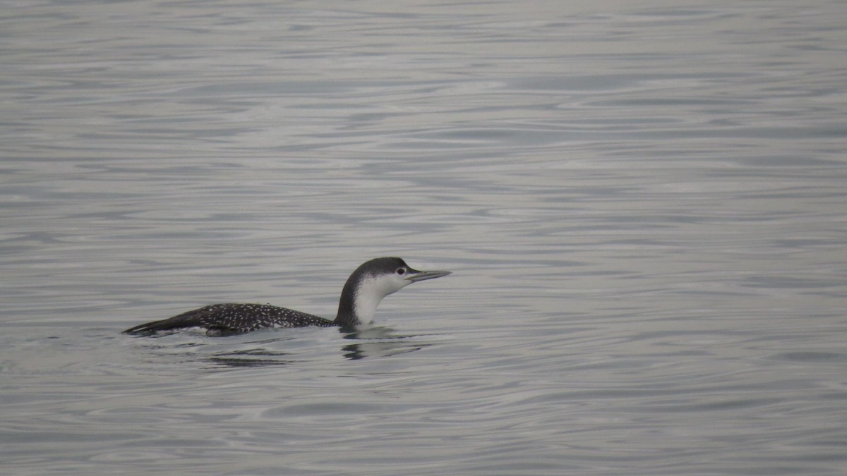 Red-throated Loon - ML81222291