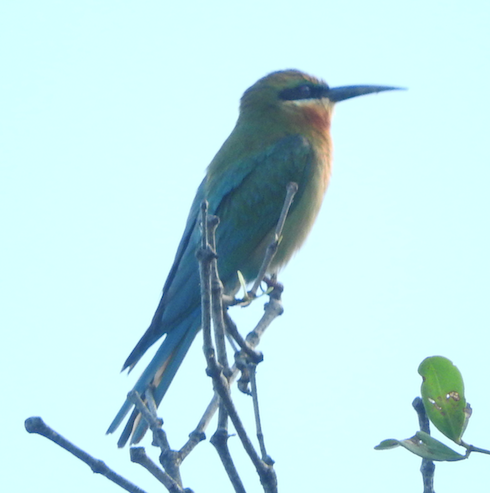 Blue-tailed Bee-eater - Bill Cone