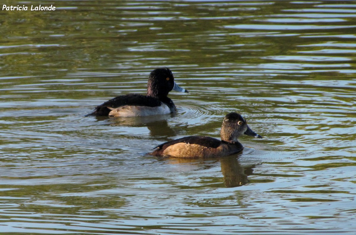 Ring-necked Duck - Patricia Lalonde