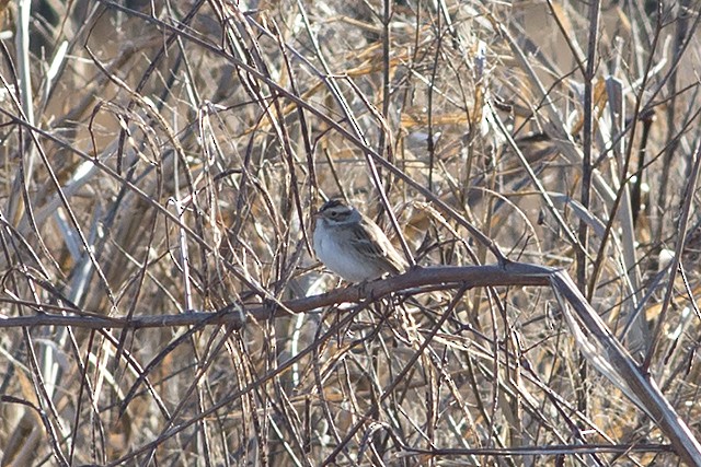 Clay-colored Sparrow - ML81226681