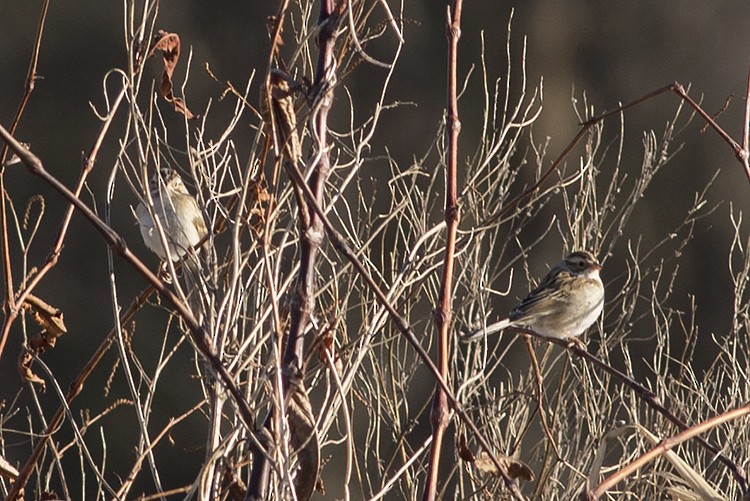 Clay-colored Sparrow - ML81226701