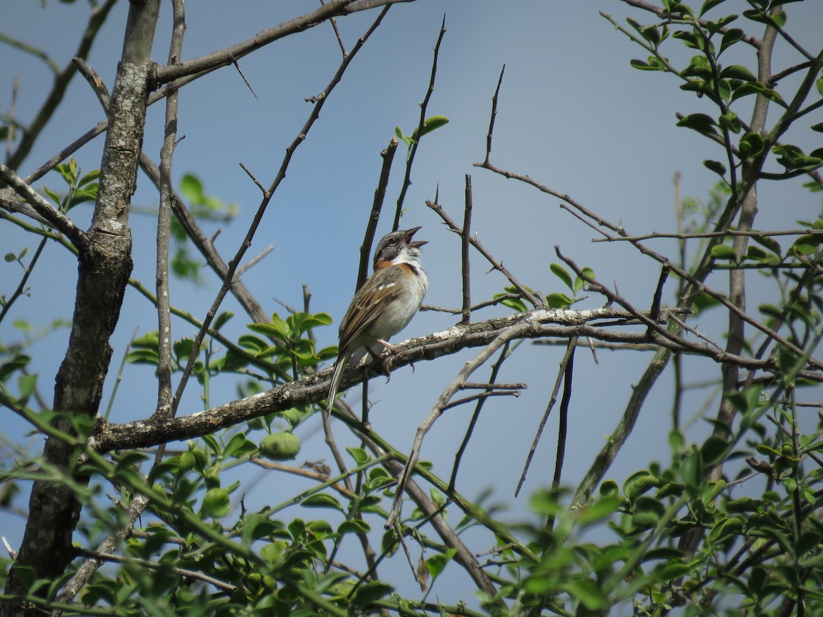 Rufous-collared Sparrow - robert wellens