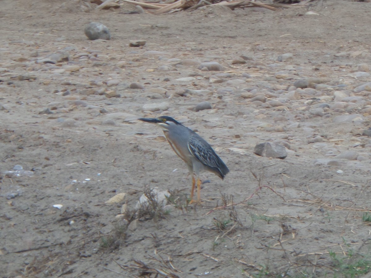 Striated Heron - Cliff Cordy