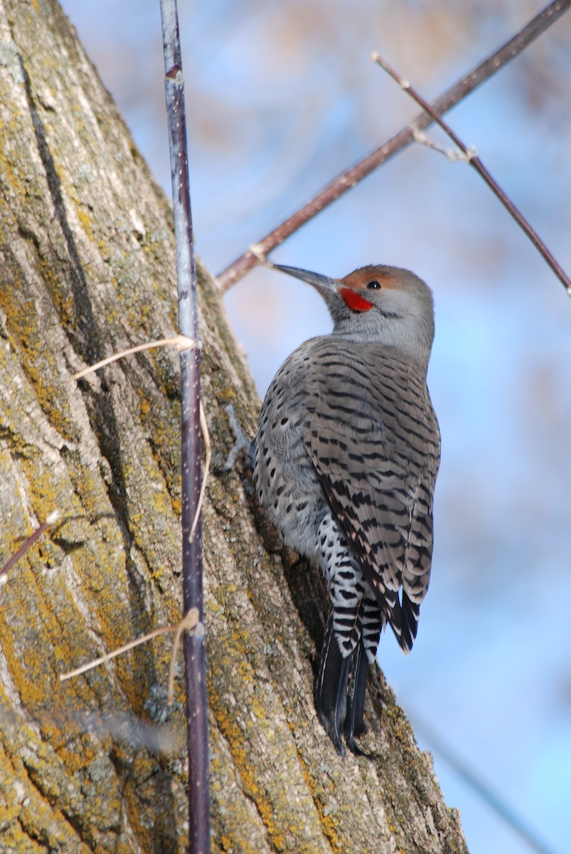 Northern Flicker (Red-shafted) - Ryan O'Donnell