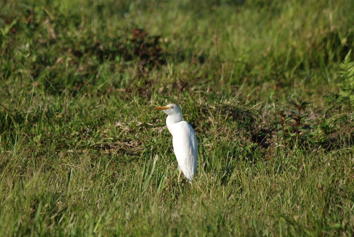 Western Cattle Egret - Ryan O'Donnell