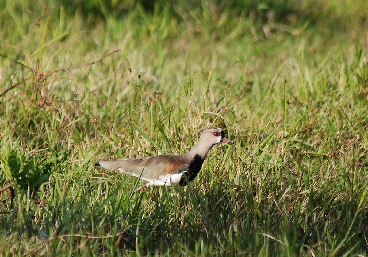 Southern Lapwing - Ryan O'Donnell