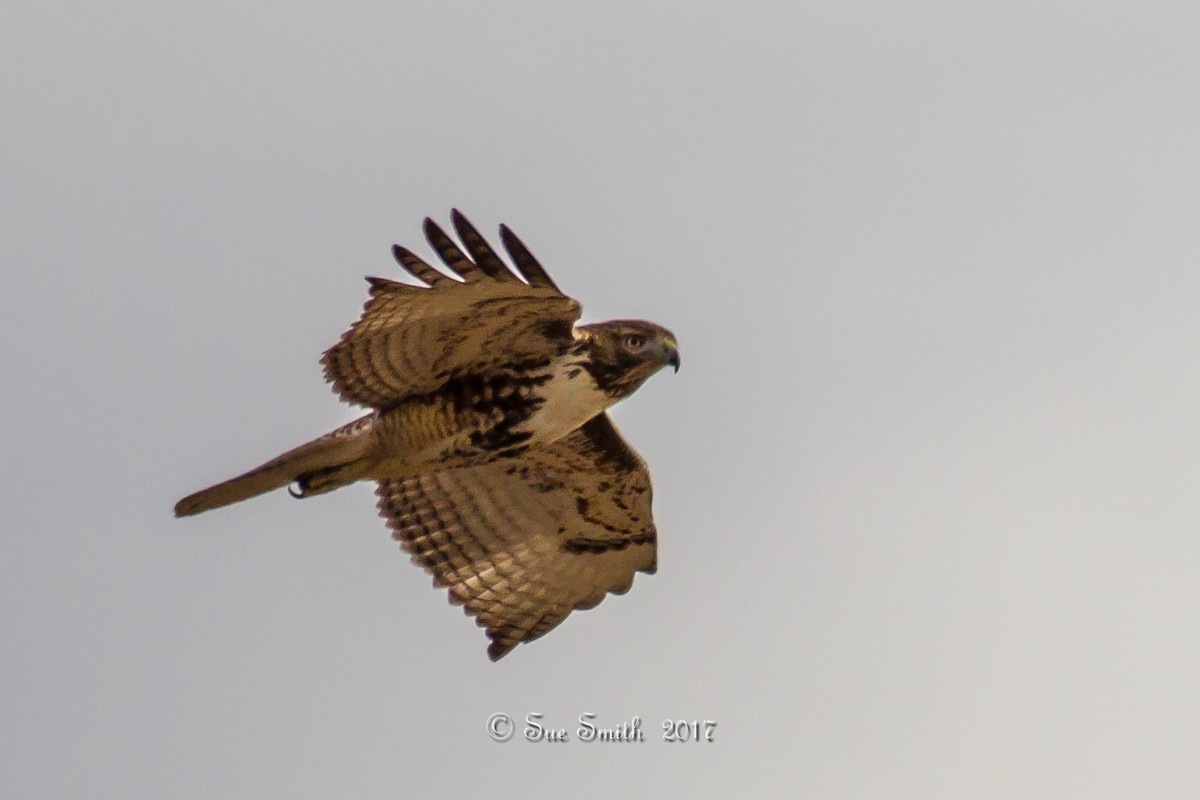 Red-tailed Hawk - Sue Smith