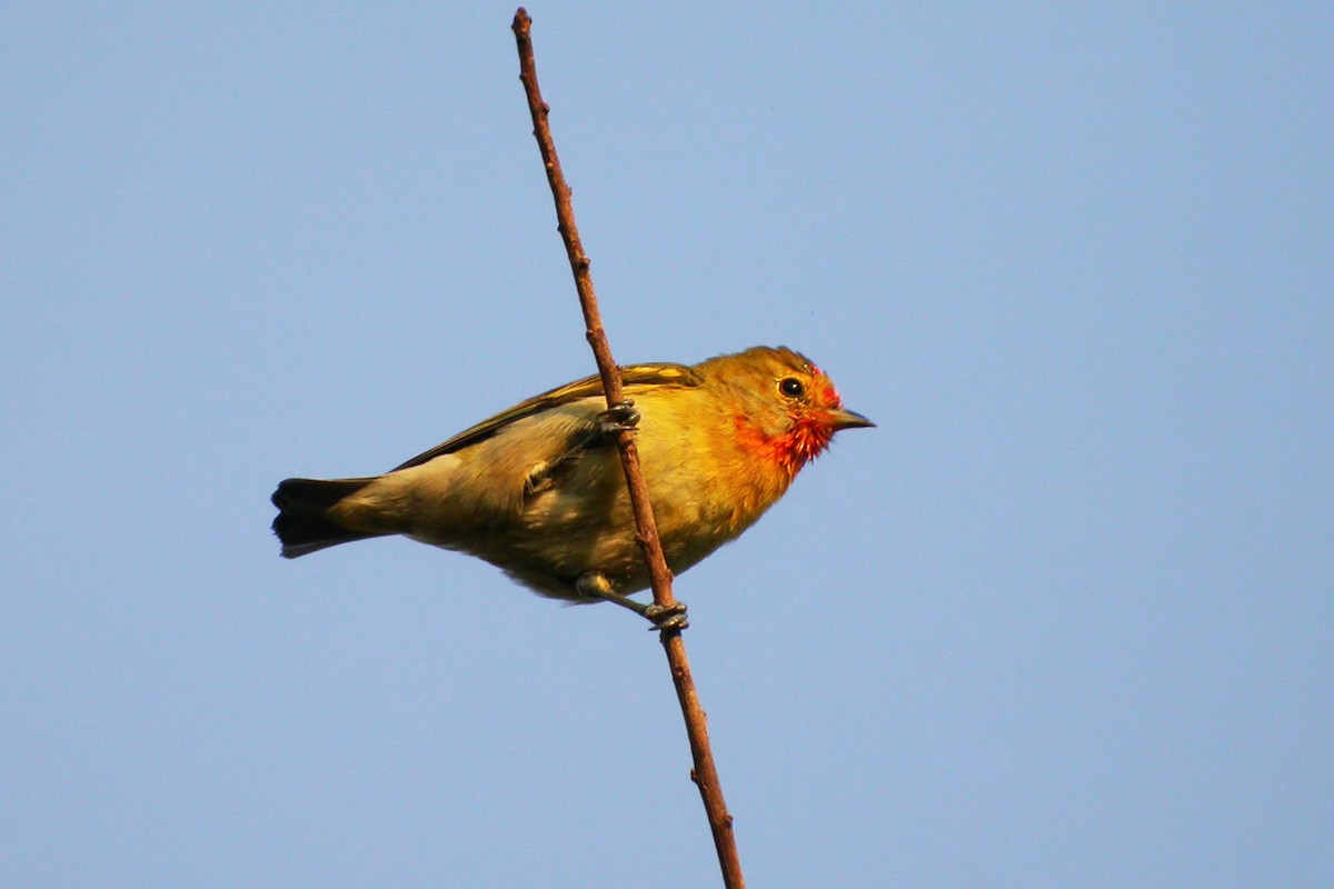 Fire-capped Tit - ML81232581