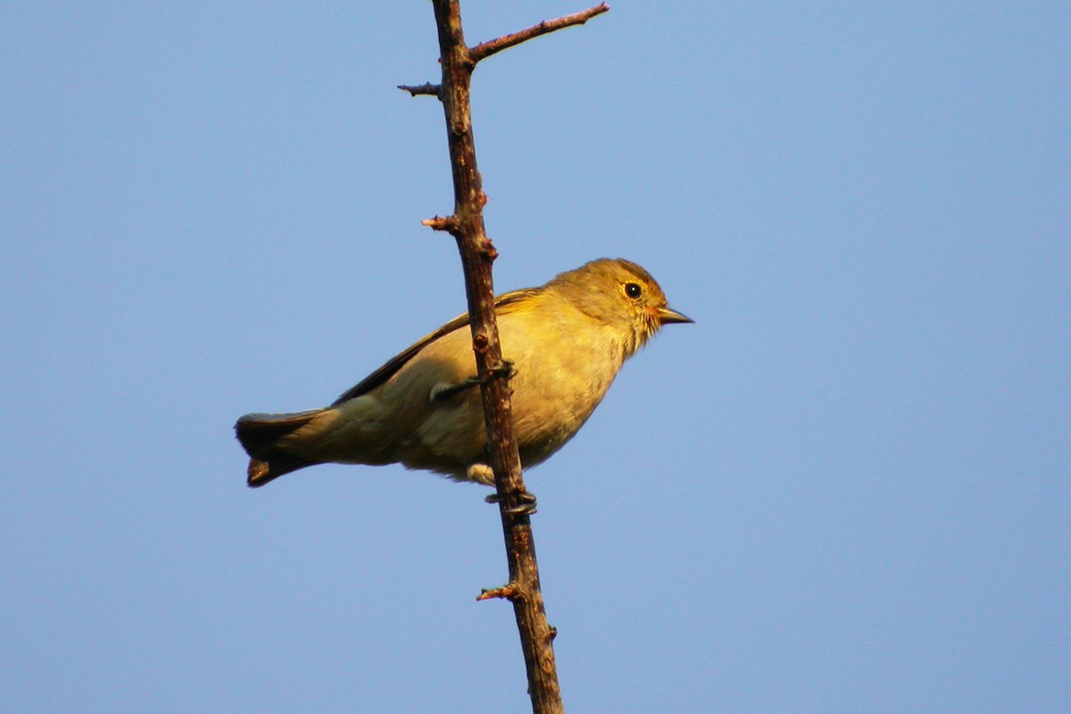 Fire-capped Tit - ML81232591
