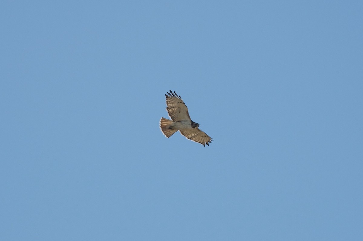 Red-tailed Hawk (borealis) - ML81233331