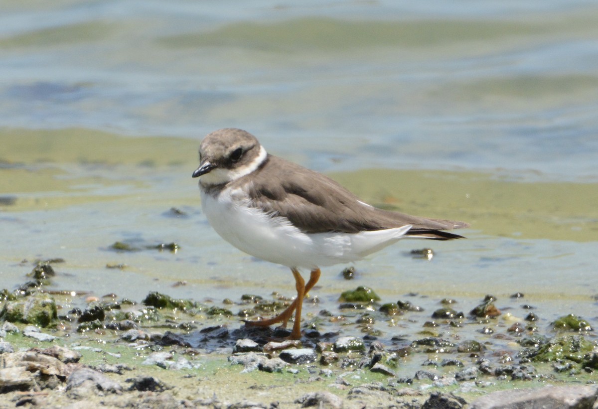 Common Ringed Plover - ML81236391