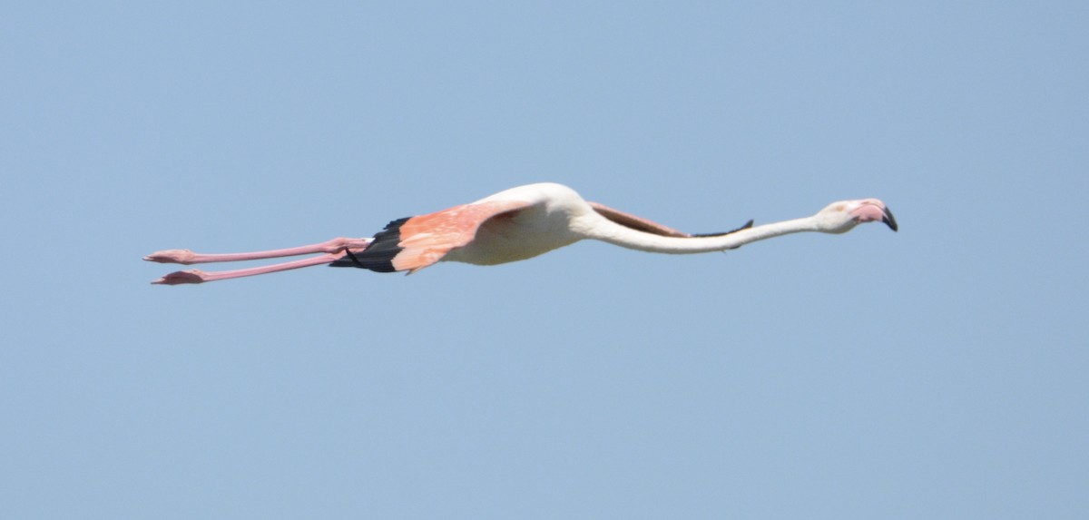 Greater Flamingo - ML81237311