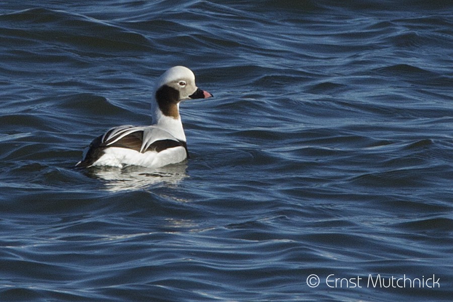 Long-tailed Duck - ML81240671