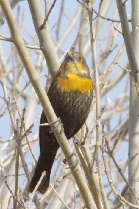 Yellow-headed Blackbird - ML81241181