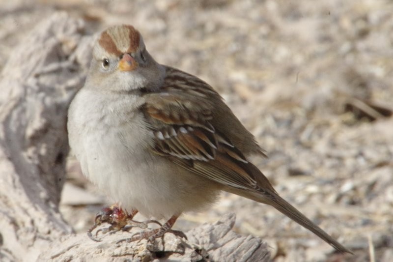 White-crowned Sparrow - ML81241311