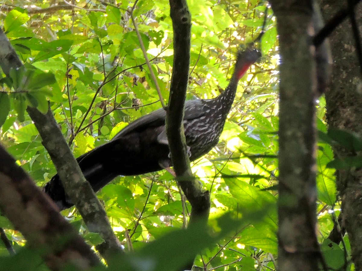 Crested Guan - ML81241651
