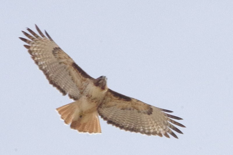 Red-tailed Hawk - ML81241701