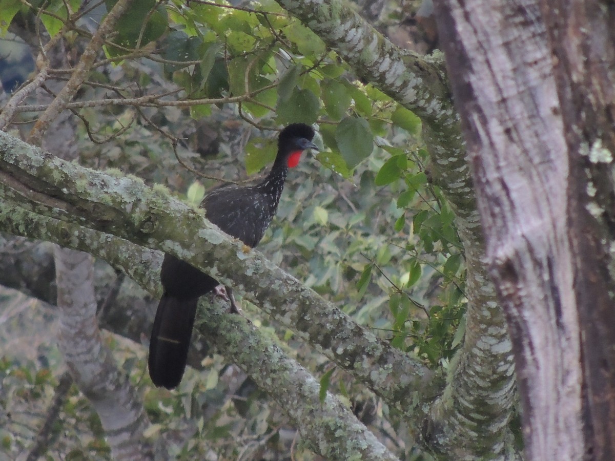 Crested Guan - ML81241731