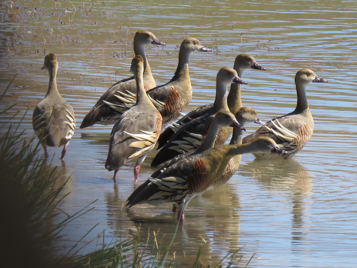 Plumed Whistling-Duck - jannette and peter manins