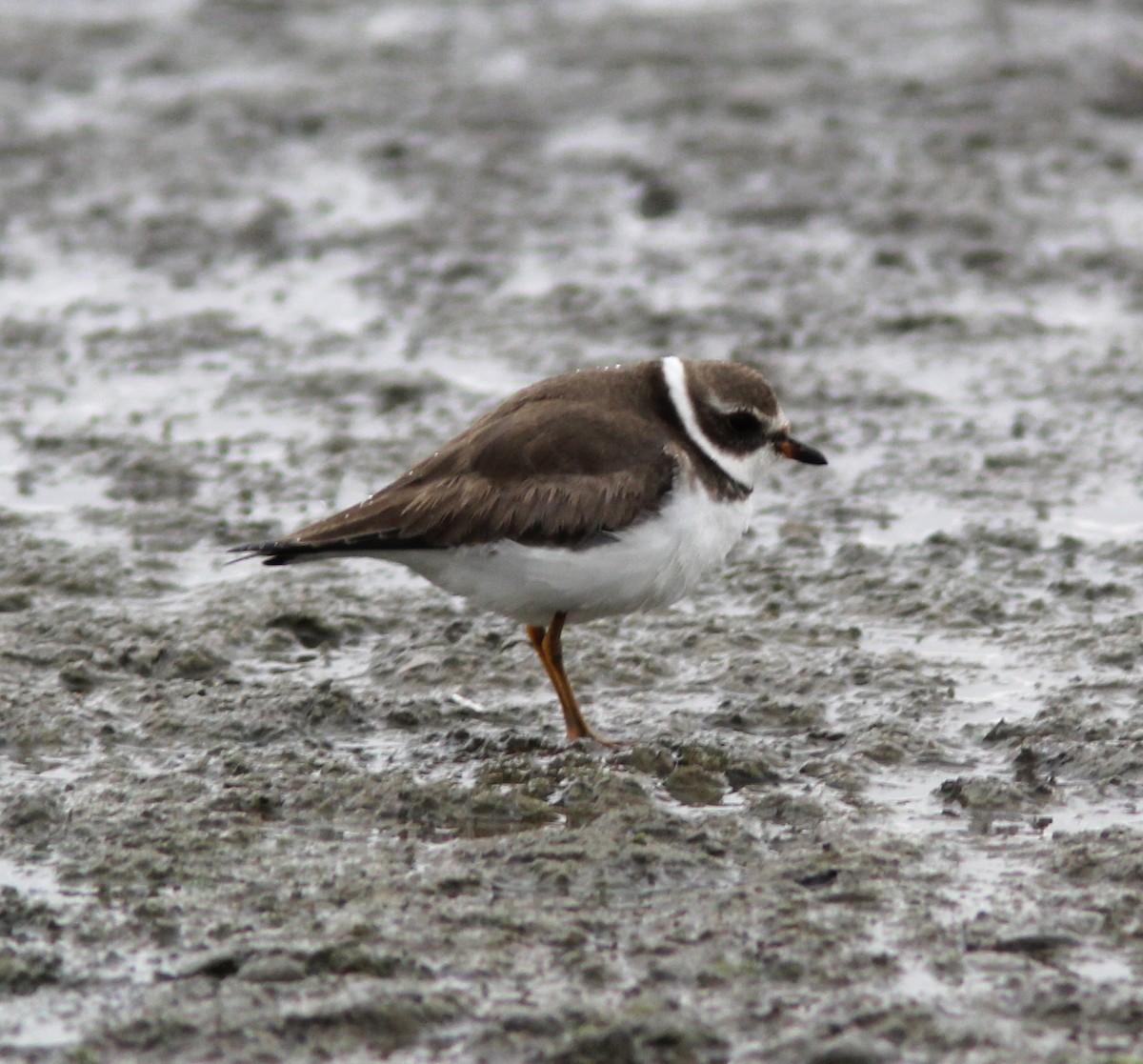 Semipalmated Plover - ML81242621