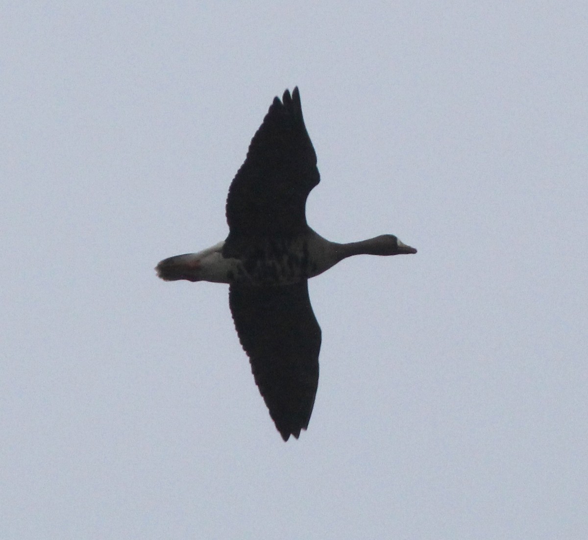 Greater White-fronted Goose - ML81242921