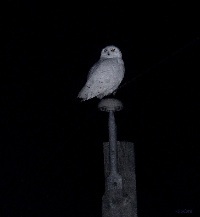 Snowy Owl - ML81243631