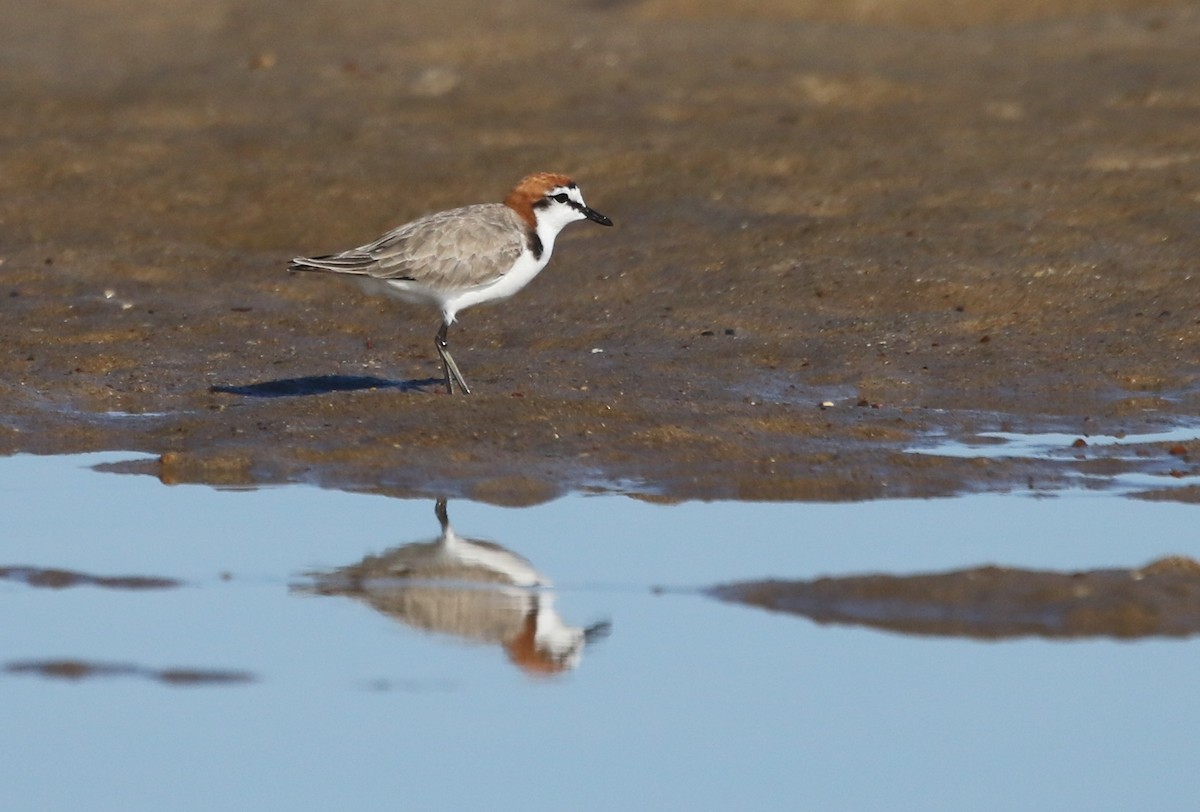Red-capped Plover - David Ongley