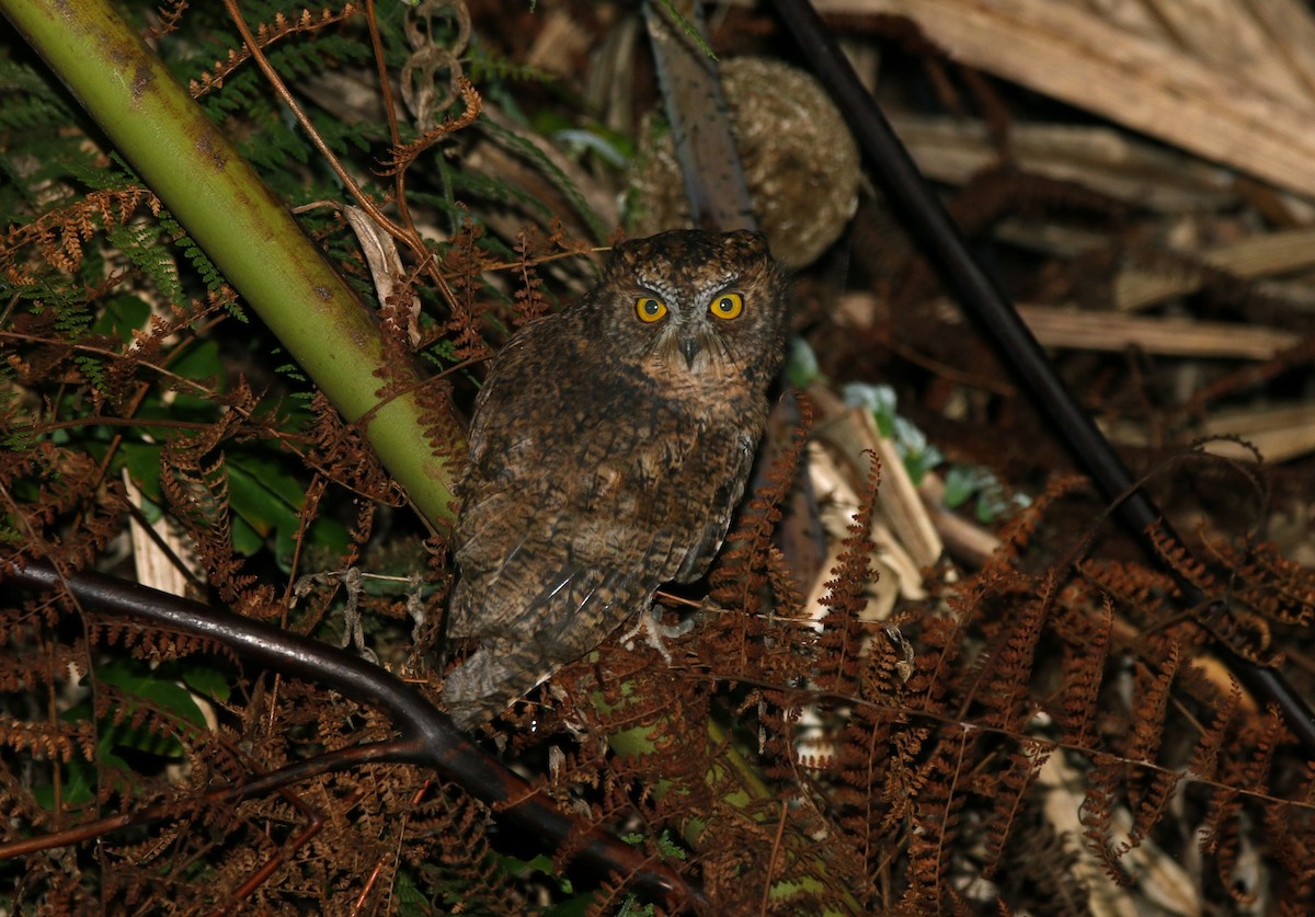 Mindanao Scops-Owl - ML81245651