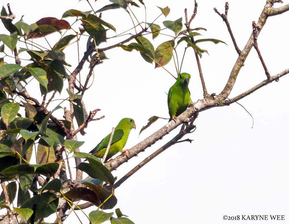 Blue-crowned Hanging-Parrot - Karyne Wee