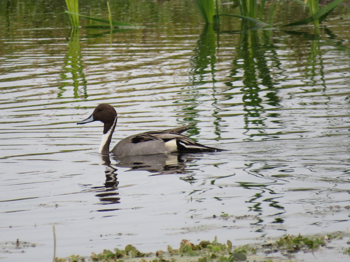 Northern Pintail - Sandy Morrissey