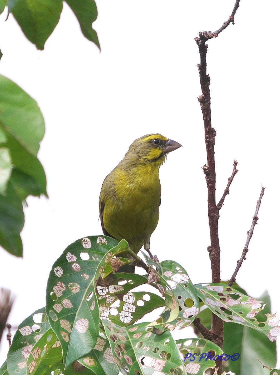 Yellow-fronted Canary - ML81249011