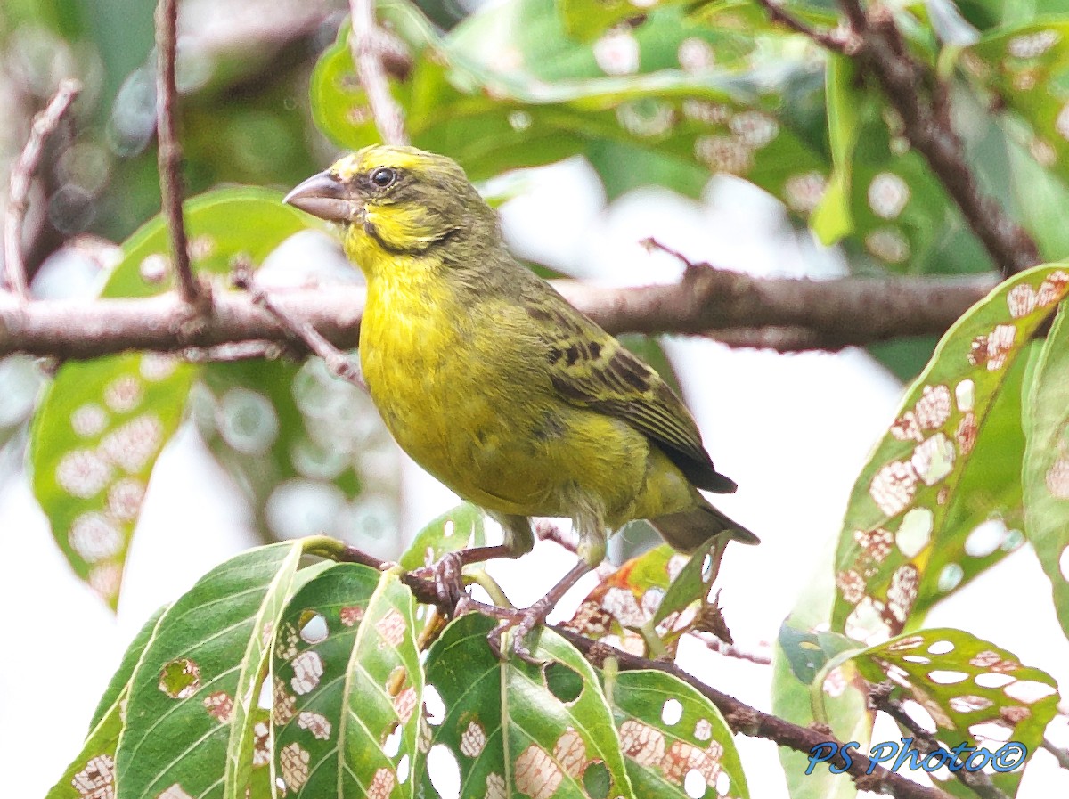 Yellow-fronted Canary - Pary  Sivaraman