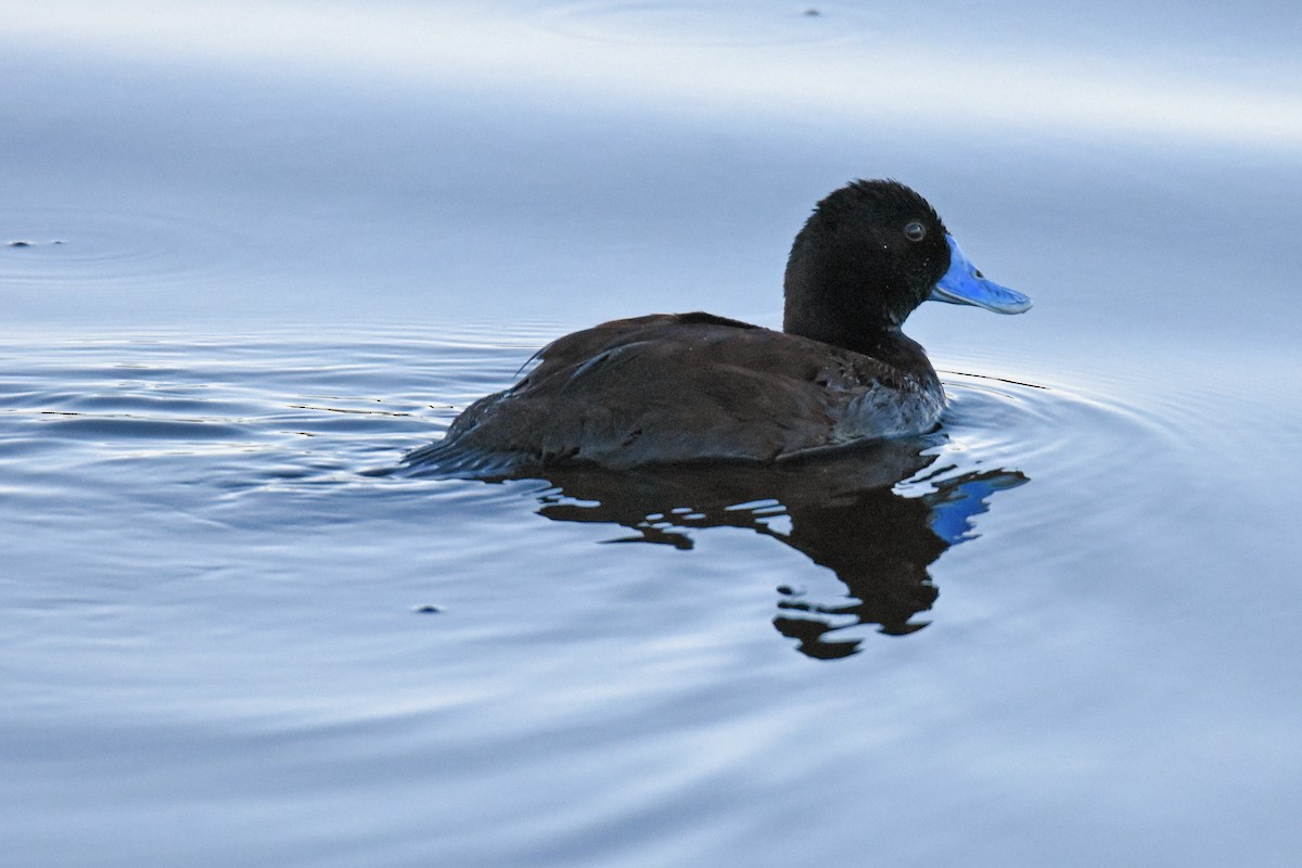 Blue-billed Duck - Geoffrey Groom