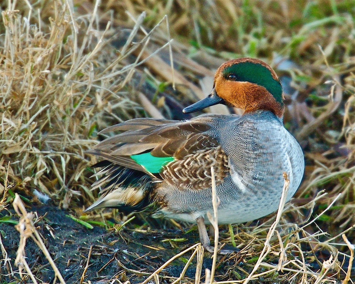 Green-winged Teal - ML81250051