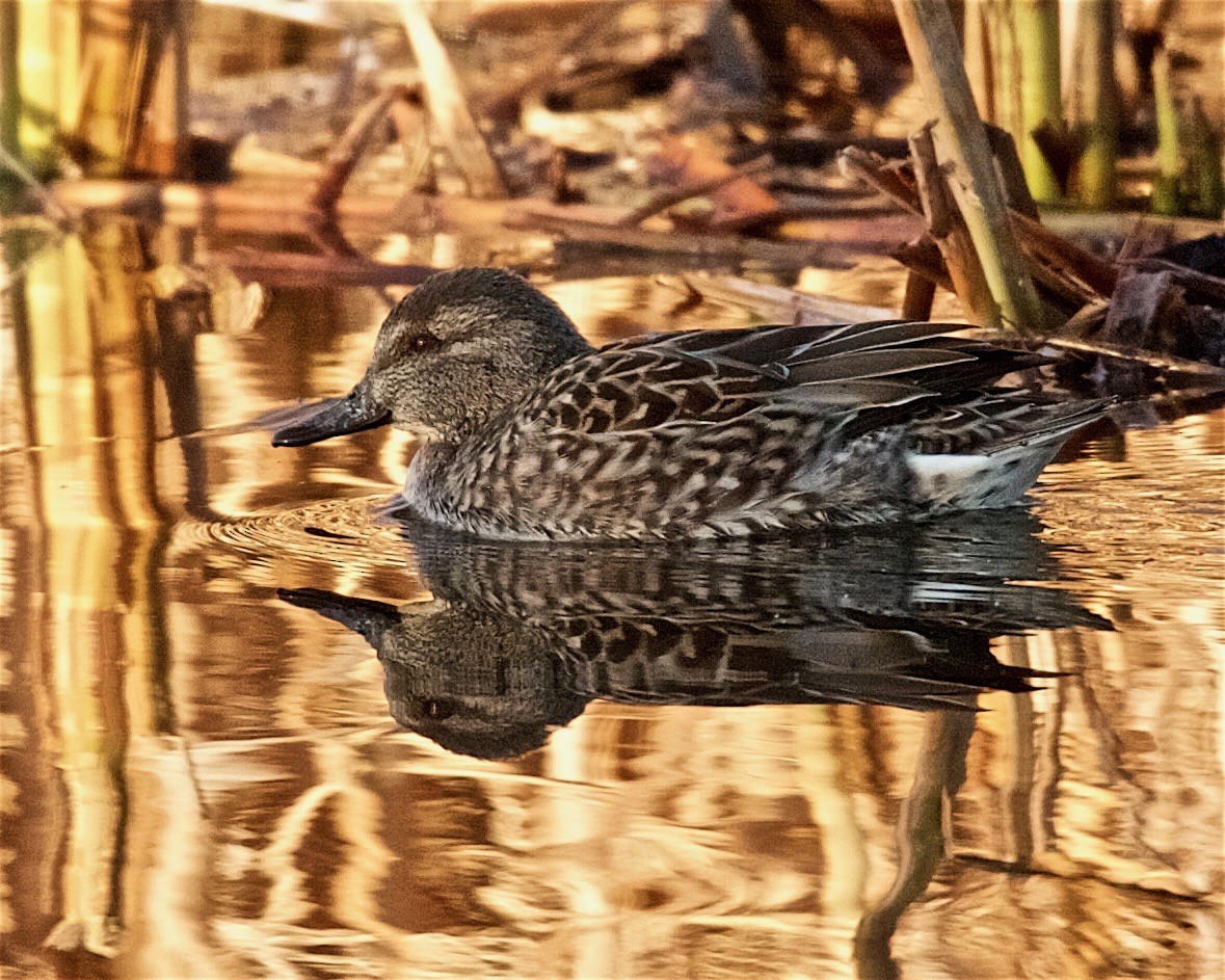 Green-winged Teal - ML81250061