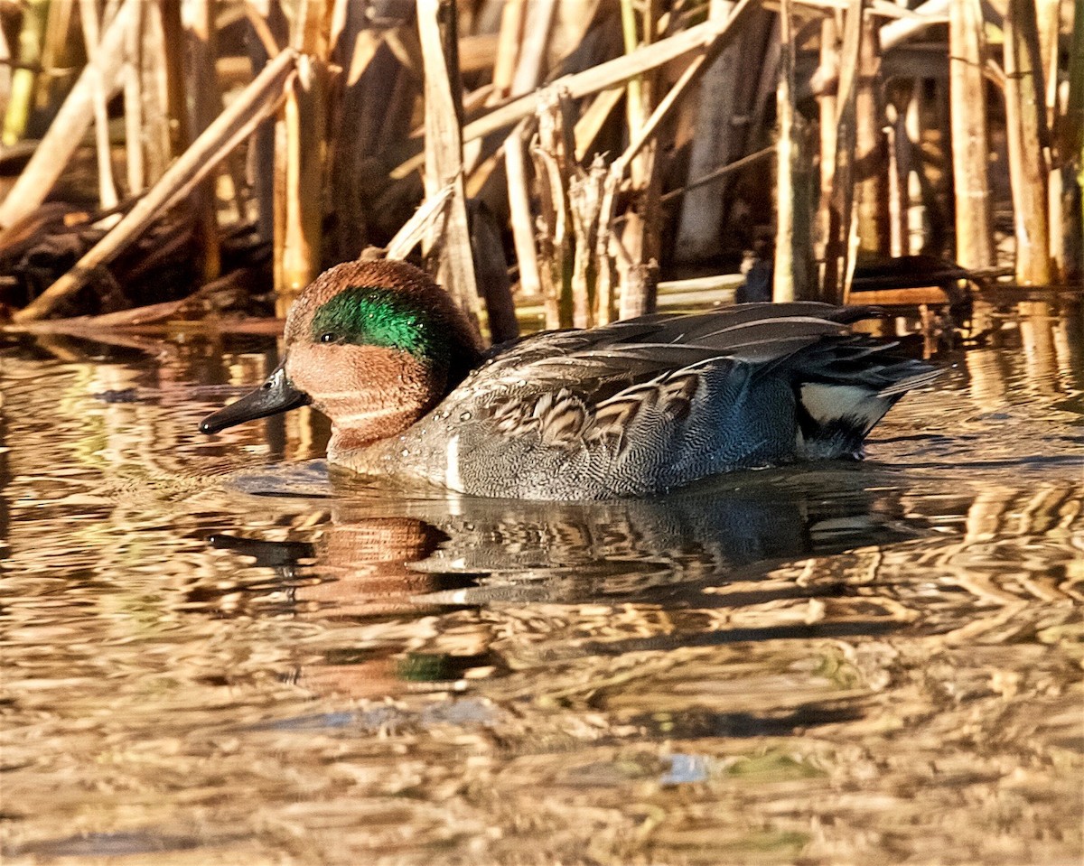 Green-winged Teal - ML81250071