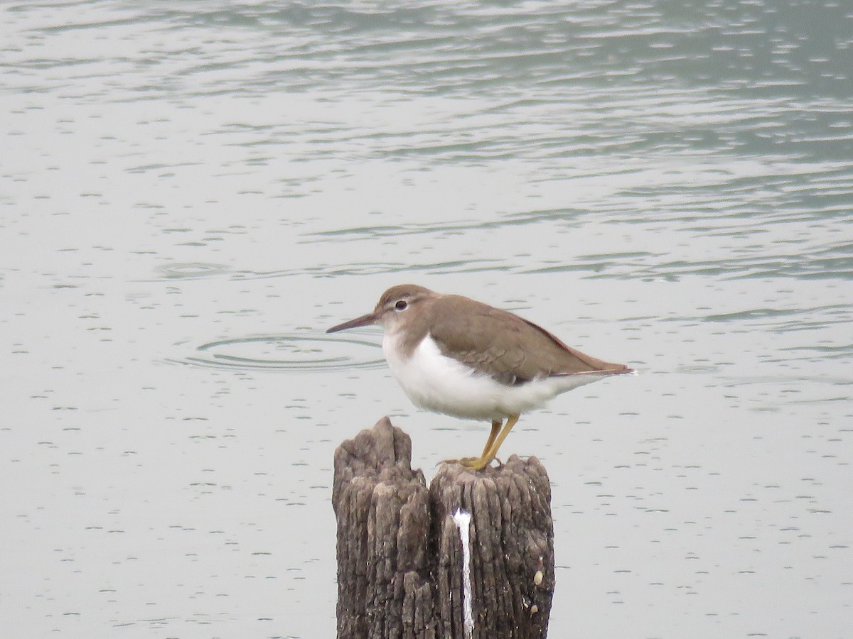 Spotted Sandpiper - Manuel Roncal Inca Finch