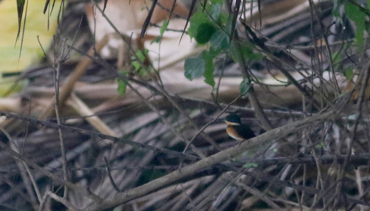 American Pygmy Kingfisher - ML81255141