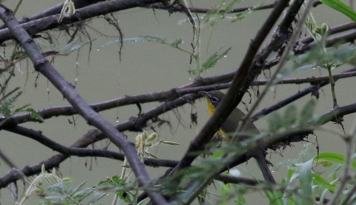 Yellow-breasted Chat - ML81255371