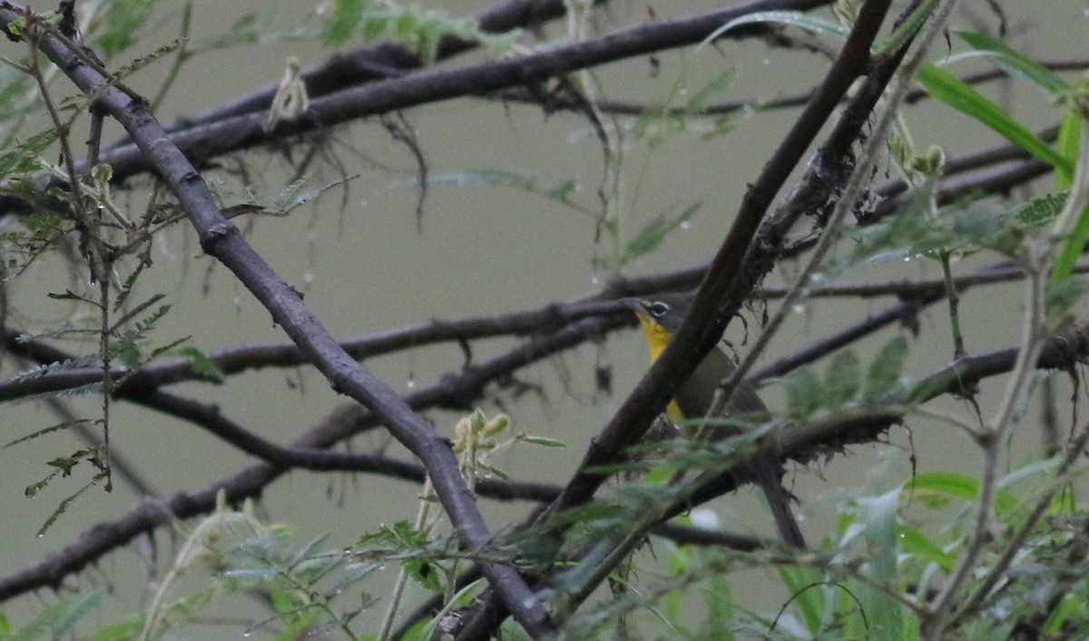 Yellow-breasted Chat - ML81255401