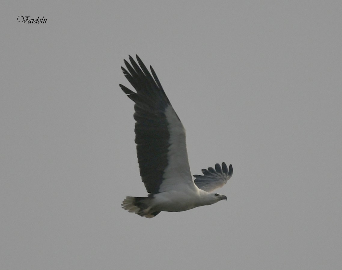 White-bellied Sea-Eagle - Vaidehi  Gunjal