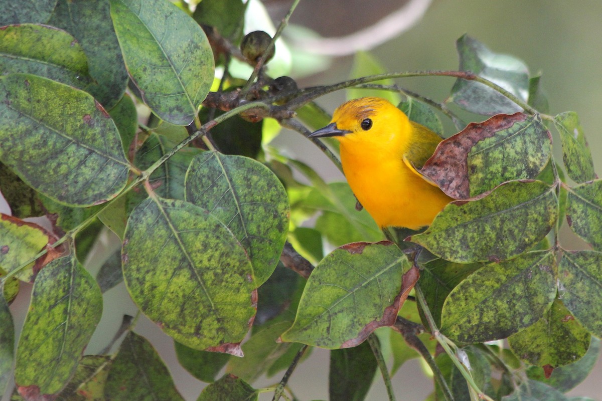 Prothonotary Warbler - ML81258011