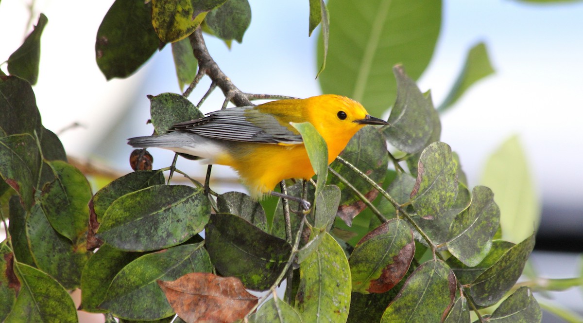 Prothonotary Warbler - ML81258021