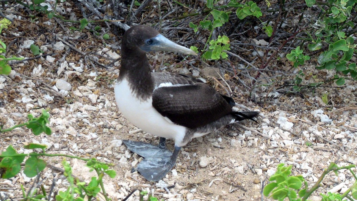 Blue-footed Booby - ML81258601