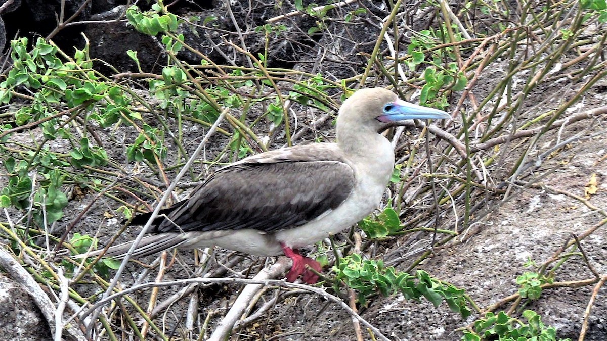 Red-footed Booby - ML81258621