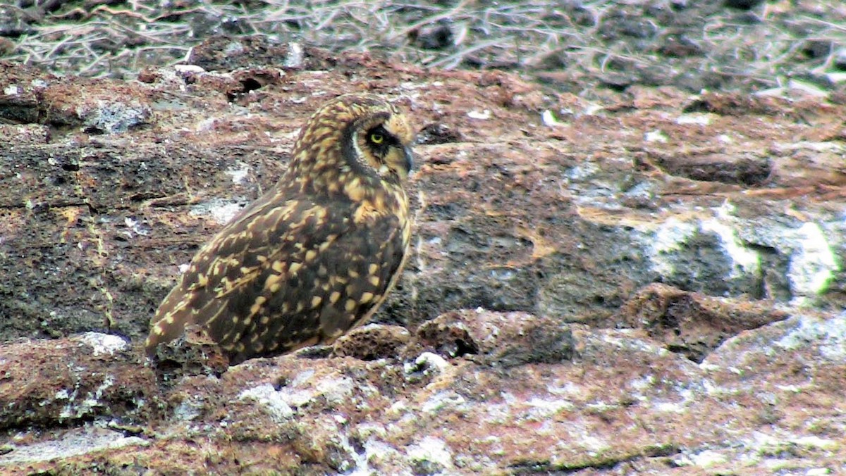 Short-eared Owl - ML81259041